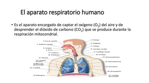 Partes Del Aparato Digestivo Y El Aparato Respiratorio Ana Maria