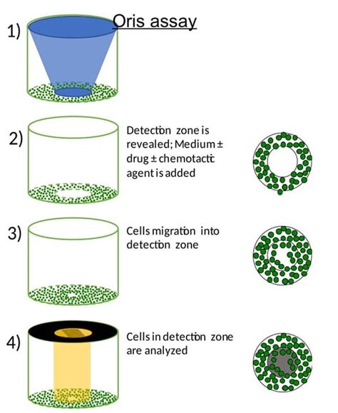 Oris Cell Migration Assay Creative Bioarray CellAssay