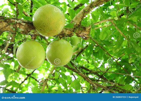 The Close Up Of Calabash Tree Fruit. Stock Photos - Image: 26083723