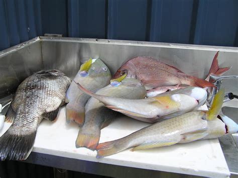 fish fishing fishwreckedcom fishing wa fishing