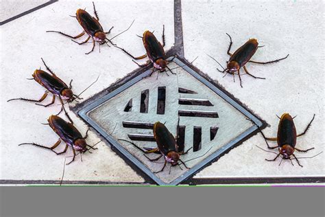 The Dangers of Ignoring Pest Infestations
