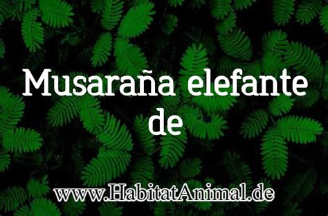 Musara A Elefante De Orejas Cortas H Bitat Reproducci N Y Caracter Sticas