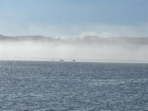 Strange creature photographed in the Hudson River – huntdogman.com