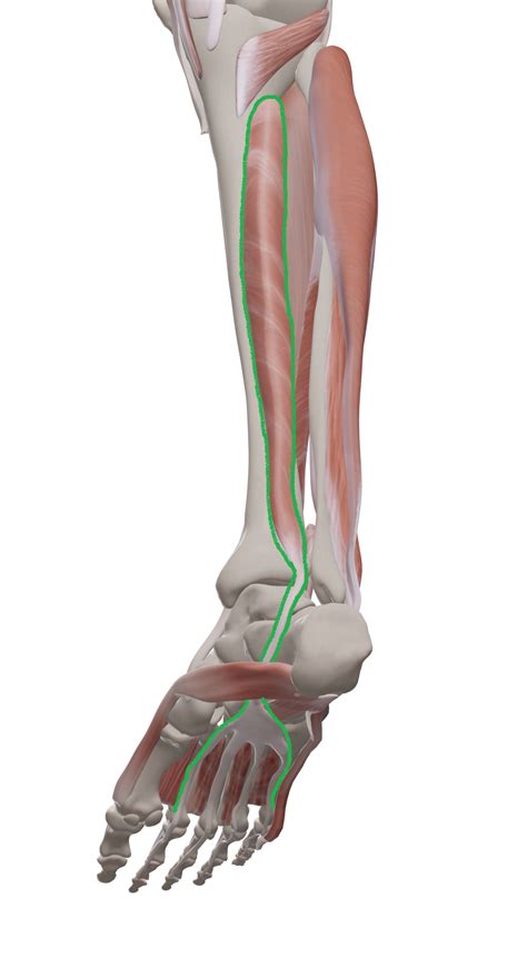 Tibialis Posterior Explained — Morningside Acupuncture Nyc