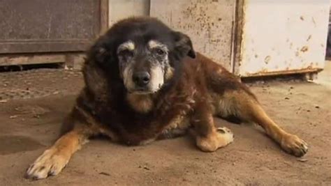 World’s oldest dog? Maggie the Kelpie dies aged 30