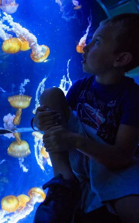 Be Amazed Inside The Giant Nausicaa Aquarium Hauts De France Tourism