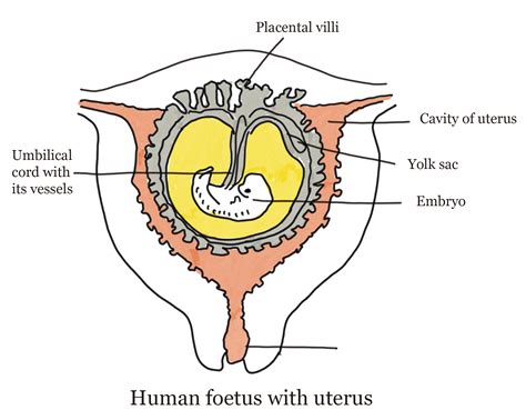 Menstrual Cycle Phases Pregnancy