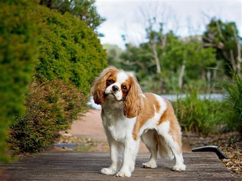 Le Cavalier King Charles Quelles Sont Les Caract Ristiques De Cette