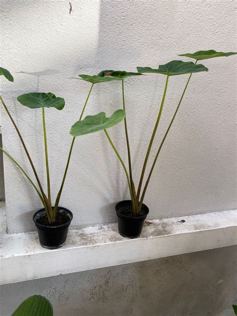 Colocasia Tiger Stripe Furniture Home Living Gardening Plants