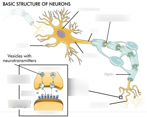 Diagram of Neuron Labeling | Quizlet