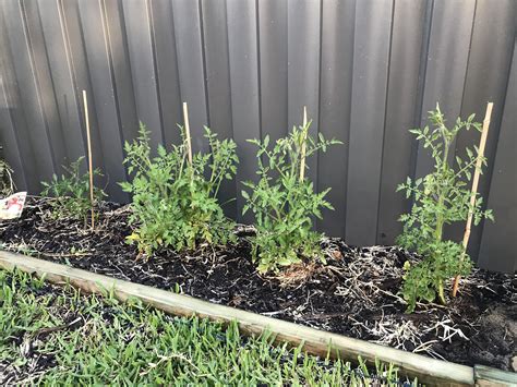 how to trim a tomato plant 12