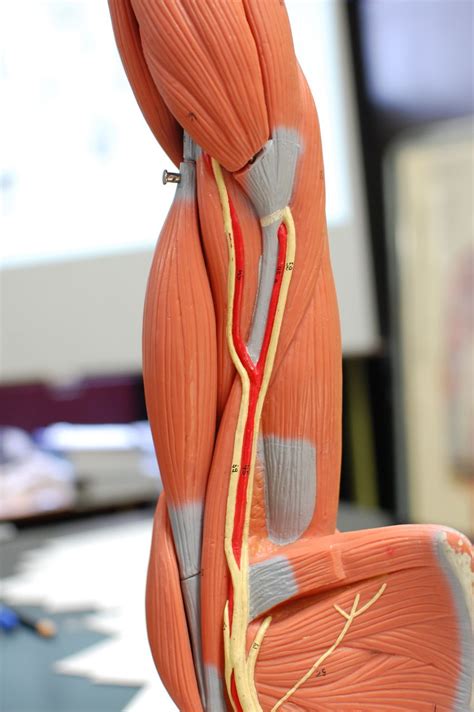 Human Anatomy Lab: Muscles of the Arm