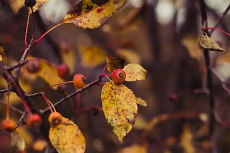 20 Thanksgiving Photography Examples to Get You in the Festive Mood