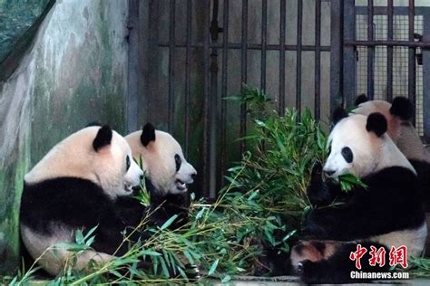 萌化了！大熊猫雨中“围炉煮茶” 搜狐大视野 搜狐新闻