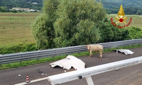 Camion Mucche Si Ribalta In A Morti Alcuni Capi Feriti Gli Autisti