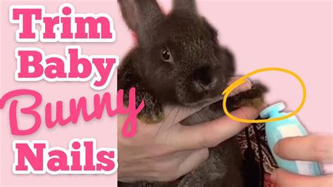 How To Trim Baby Bunny Nails Safe Rabbit Grooming Youtube