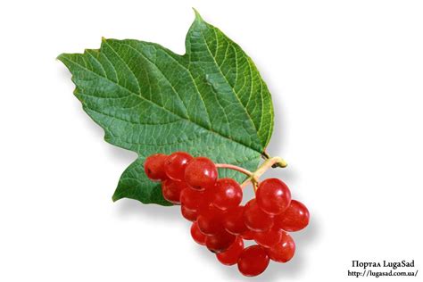 Калина Садовая » Информационный портал LugaSad — новое, лучшее, редкое!