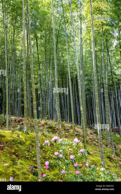 Bamboo Grove And Flowering Spring Plants At Tenryu Ji Temple Zen Garden