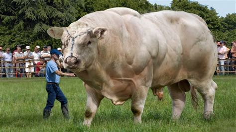 Biggest Bulls In The World