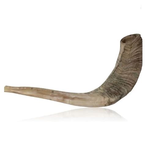 Handcrafted Kosher Ram Shofar Musical Horn Anti Odor Spray Decorative ...