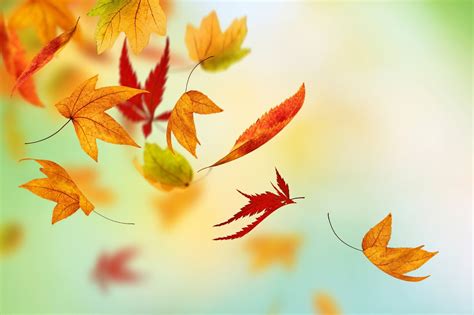 Autumn Falling Leaf Wallpapers Wallpaper Cave