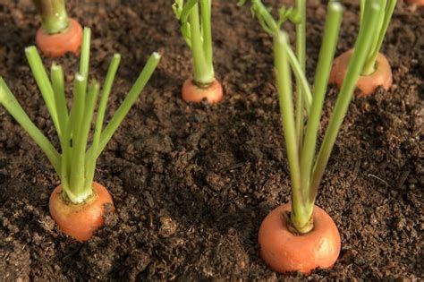 La Verdura De La Zanahoria Crece En El Jardín En El Primer Orgánico Del