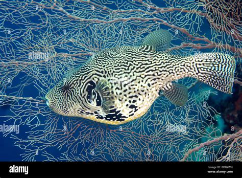 Map Puffer Arothron Mappa Swimming In Front Of A Sea Fan Underwater