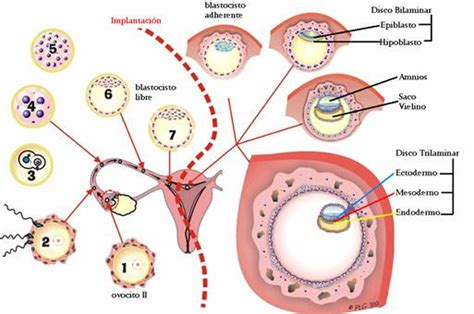 Etapas Embrionarias Bionaturesciences