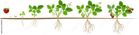 Growing Strawberry Plant Stages