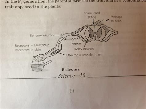 Reflex Arc Diagram Labeled