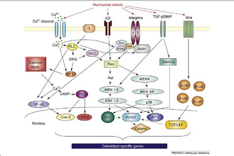 Signal Transduction Pathways Worksheet