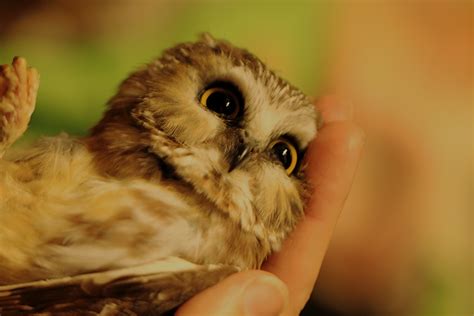 Saw Whet Owl Banding - Leslie Abram Photography