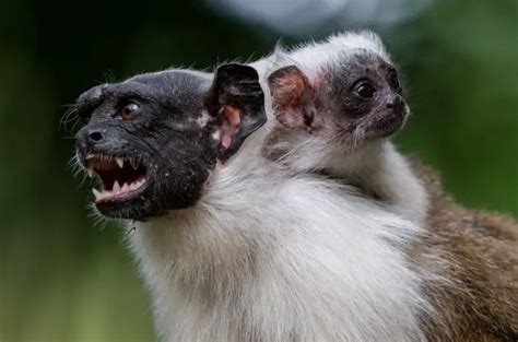 Lista De Animais Em Extin O No Centro Oeste Mundo Ecologia