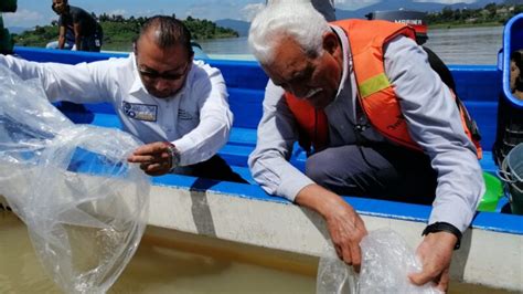 Siembra Compesca Pez Blanco En El Lago De P Tzcuaro