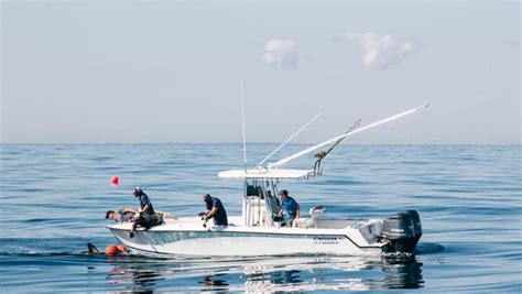 Photos Of Great White Shark George Who Was Tracked Near Everglades