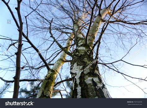 Naked Birch On Blue Sky Backgrounds Stock Photo Shutterstock