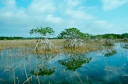 Ten Thousand Islands National Wildlife Refuge | Naples Florida ...