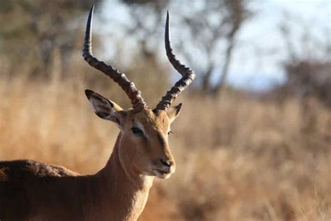 An Unexpected Encounter Between a Gazelle and Cheetah