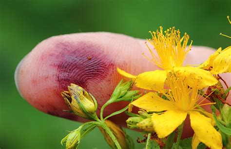 Hypericum Perforatum Wikipedia