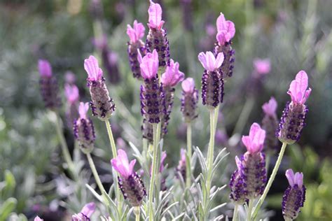 Lavender Herb for Multiple Uses in San Antonio Gardens