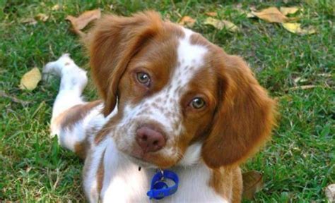 15 Amazing Facts About Brittany Spaniels You Probably Never Knew The