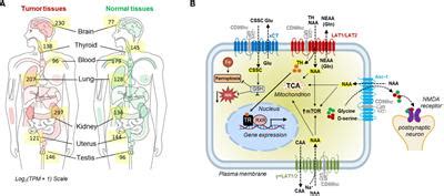 Frontiers Cd Heavy Chain As A Prognostic Biomarker And Target For