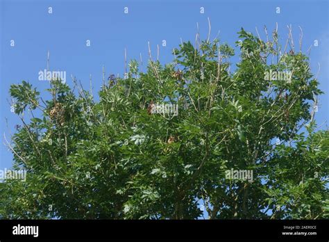 Ash tree disease hi-res stock photography and images - Alamy