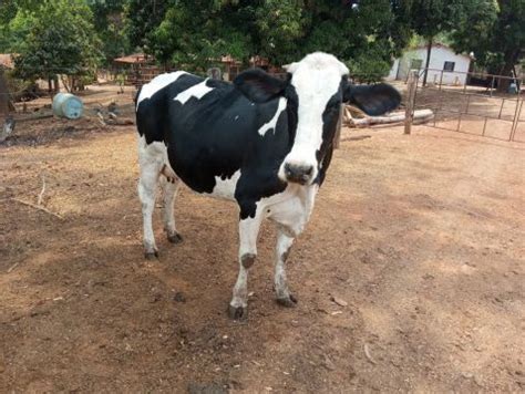 Vacas E Novilhas Animais Para Agropecu Ria No Brasil