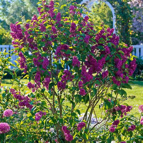 Liliac (Syringa) Copac Andenken An Ludwig Spaeth, cu Flori purpuriu