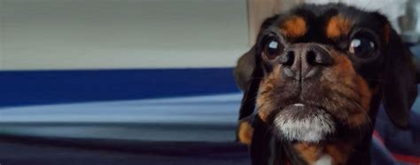 Pugalier | Dog Breed Facts and Information - Wag! Dog Walking