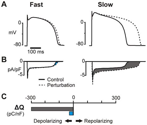 Quantitative Contributions Of Individual Ionic Currents To AP Rate