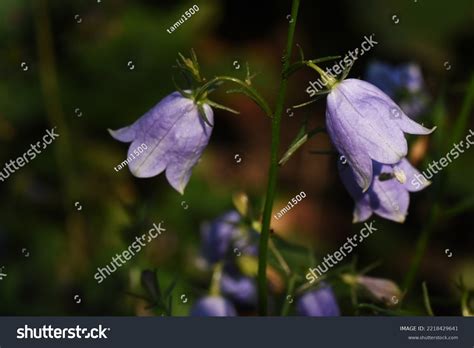 Japanese Lady Bell Flowers Campanulaceae Perennial Stock Photo ...