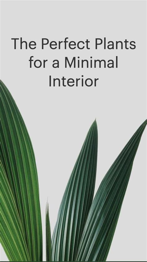 The Perfect Plants for a Minimal Interior | Minimalist interior style ...