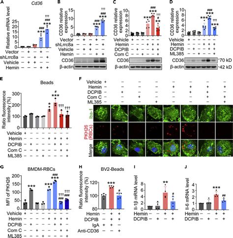 Inhibition Of LRRC8A In M M4 Upregulates CD36 Expression By Activating